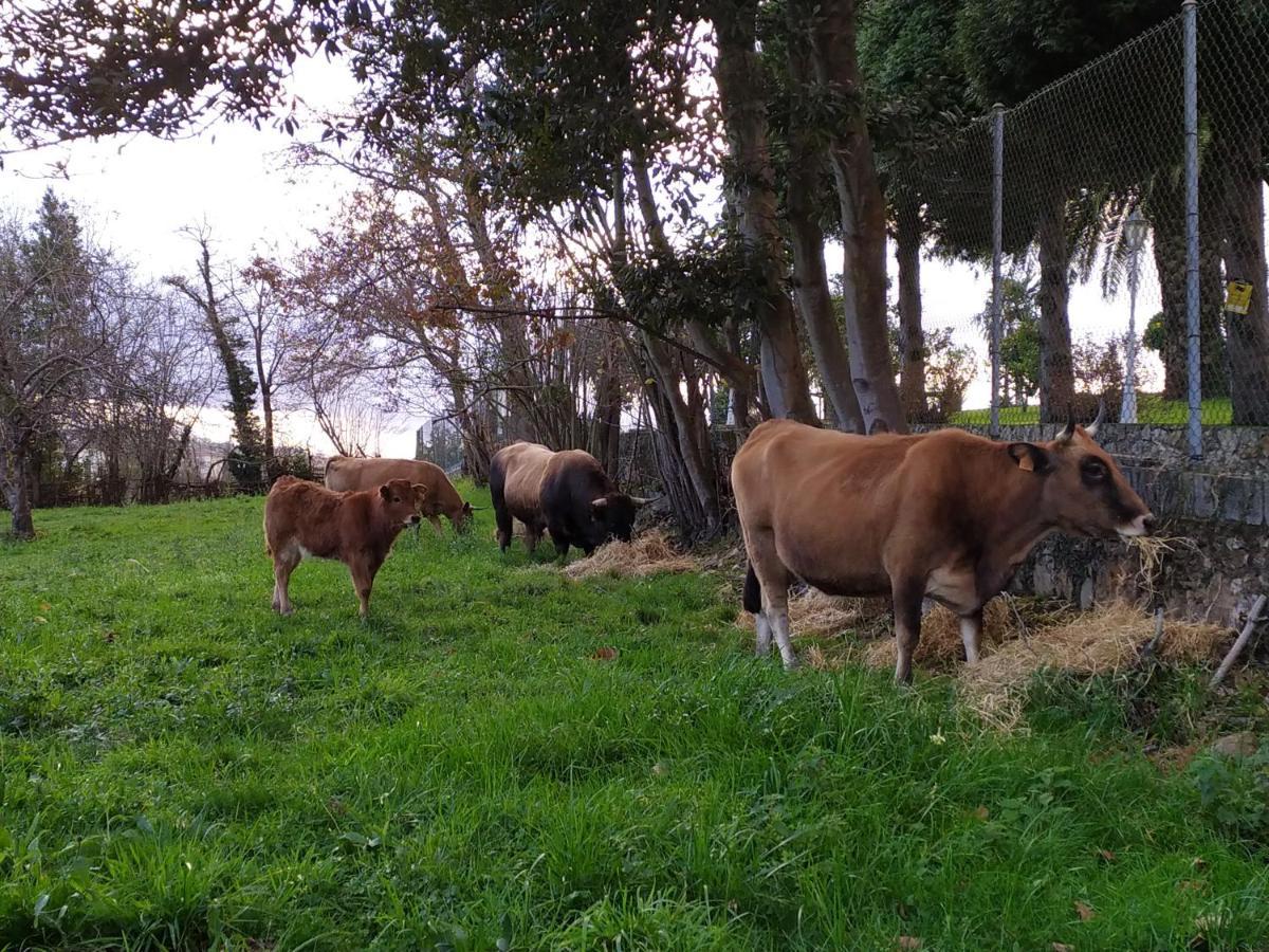 Casa Pepín - Sagasta Rural Oviedo Casa de hóspedes Exterior foto
